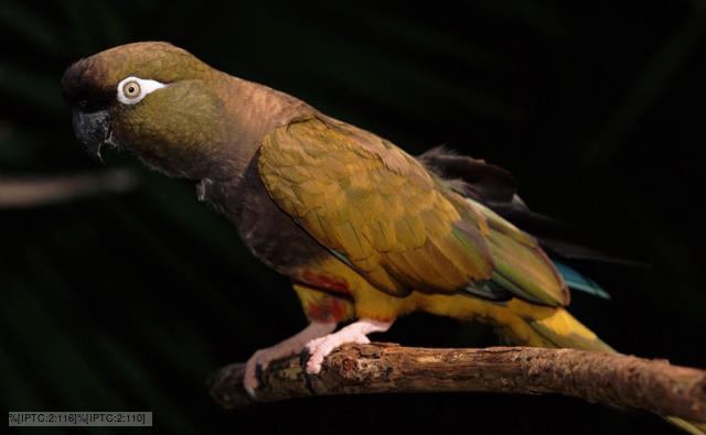 Patagonian conure, a burrowing parrot, perched on a branch