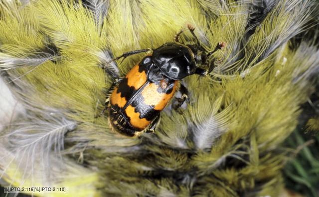 A sexton beetle on a dead greenfinch