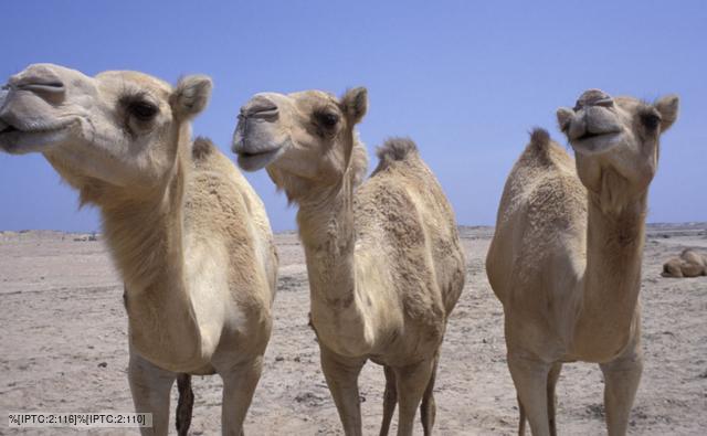 Facts On Camels Humps