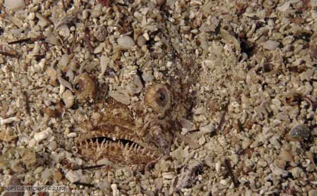 fish using camouflage