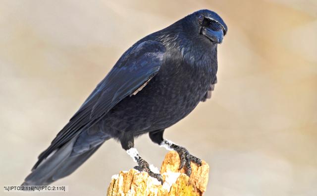 A carrion crow