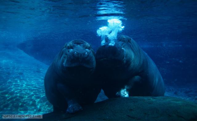 Two hippopotamuses underwater
