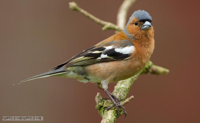 Chaffinch perched on branch surrounded by blossom