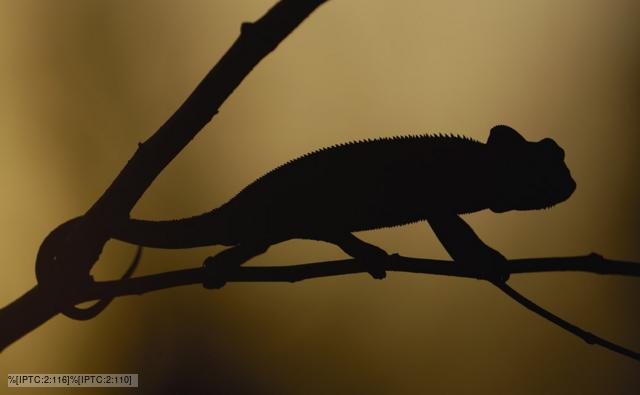 Silhouette of an Oustalet's chameleon