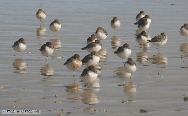 A group of New Zealand dotterels standing in water