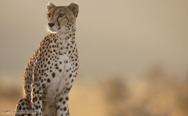 cheetah watch