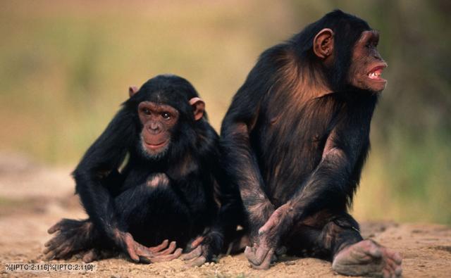chimpanzee_1.jpg