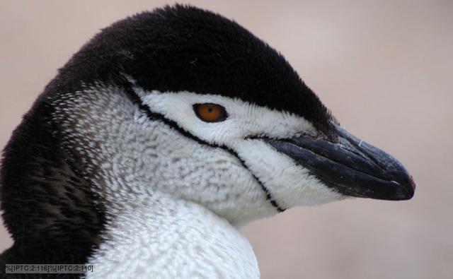 Portrait of a chinstrap penguin