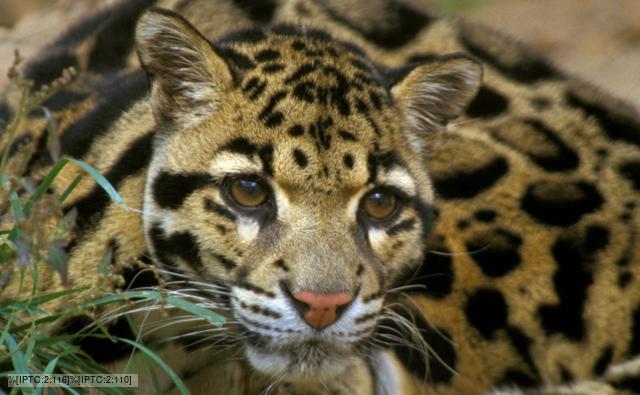 Photos of Clouded Leopard , wallpaper of Clouded Leopard , Clouded Leopard pictures