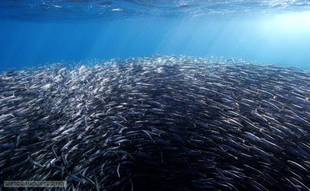 A tightly packed shoal of northern anchovies