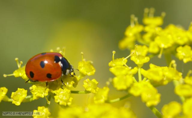 Seven-spot ladybird on fennel flowers