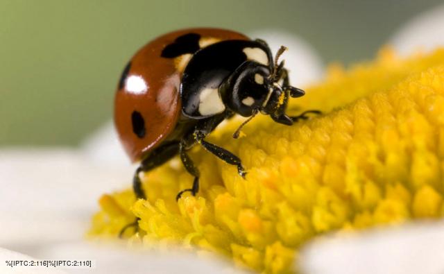 A seven spot ladybird on a flower