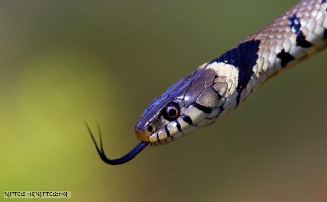 Close-up of a grass snake's with its tongue out