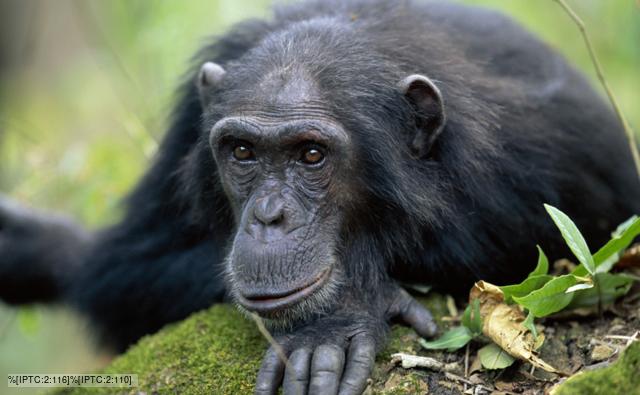 common chimpanzee weight
