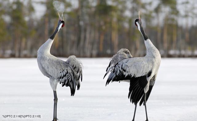Common crane pair displaying