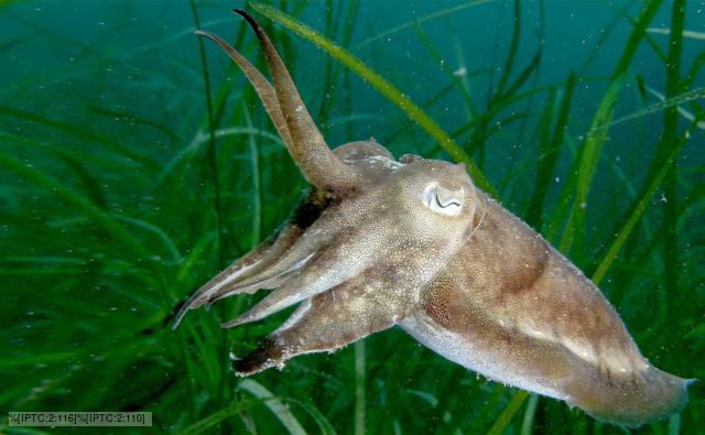 Cuttlefish amongst seaweed