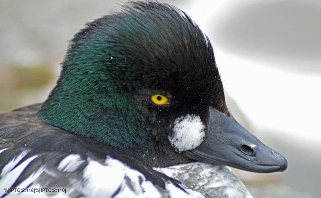 Goldeneye drake calling and wing-flapping