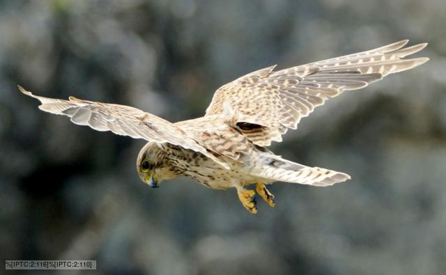 Kestrel with talons out coming to land on prey