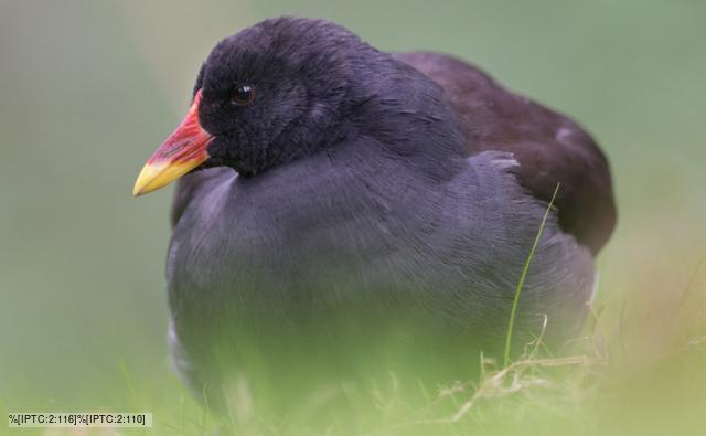 Common moorhen swimming