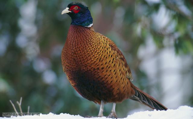 Common pheasant standing in snow