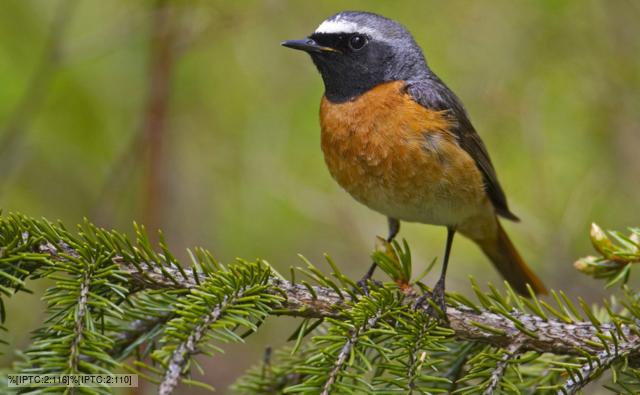 Common redstart
