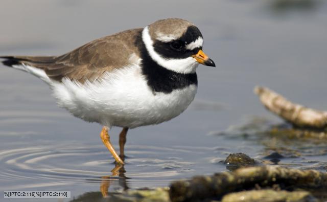 Ringed plover walking in shallow water