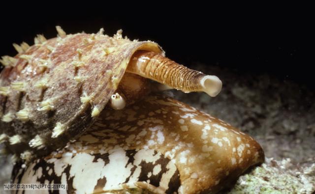 Sea Snail Facts
