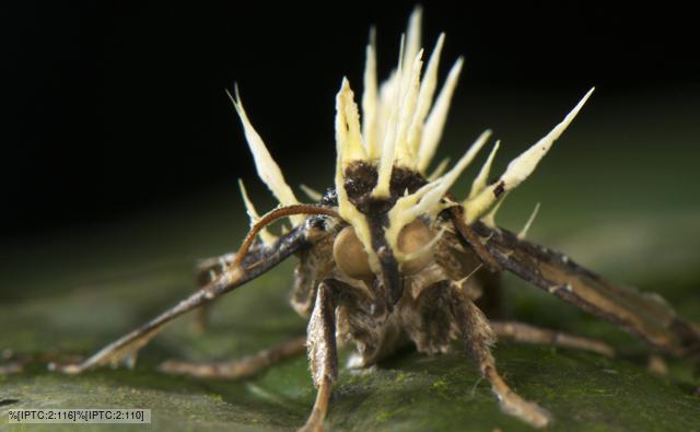 Cordyceps Fungi