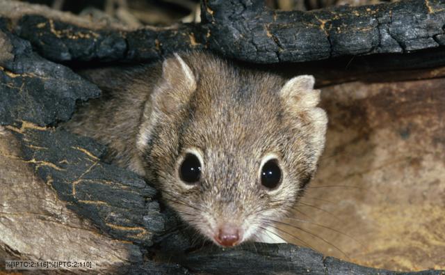 Head portrait of a mulgara