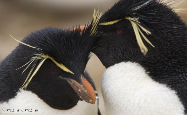 Crested Penguin picture, Grey Crested Penguin pictures, High quality Crested Penguin photo, Crested Penguin photo