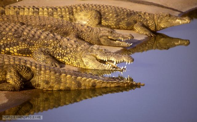 http://ichef.bbci.co.uk/naturelibrary/images/ic/credit/640x395/c/cr/crocodilia/crocodilia_1.jpg