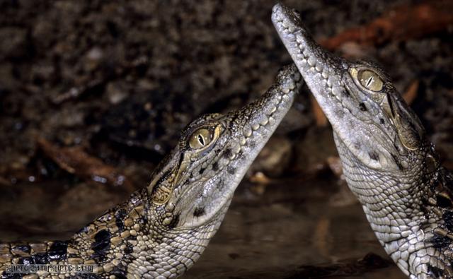 Two juvenile nile crocodiles facing each other