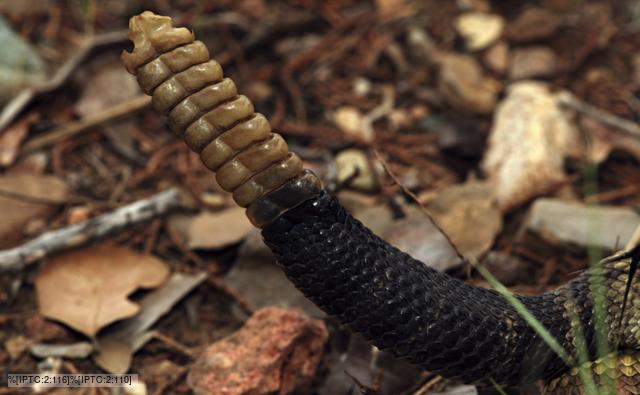 Rattle of a black-tailed rattlesnake
