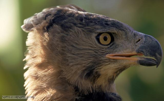 African Crowned Eagle