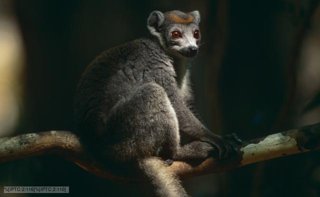 Crowned lemur sitting on a branch