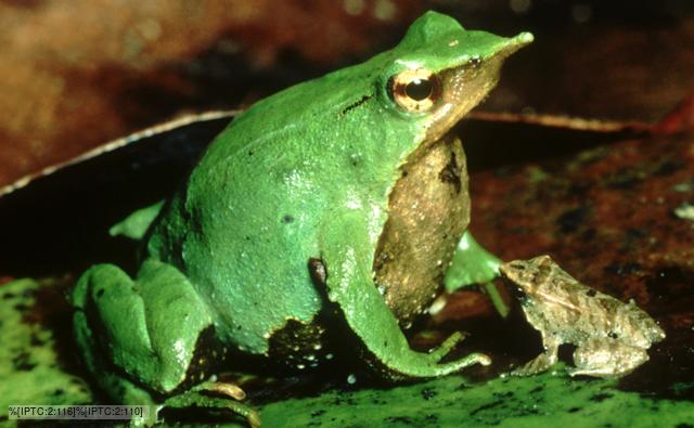 hd pictures, Photos of Darwin's Frog , Darwin's Frog pictures gallery, Picture of Darwin's Frog , Darwin's Frog pic