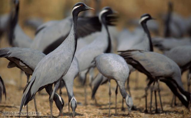 A group of demoiselle cranes feeding from the ground