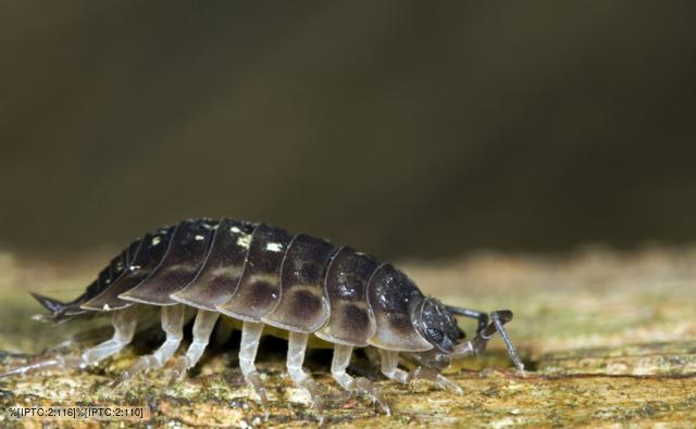 Sowbug woodlouse on decaying wood