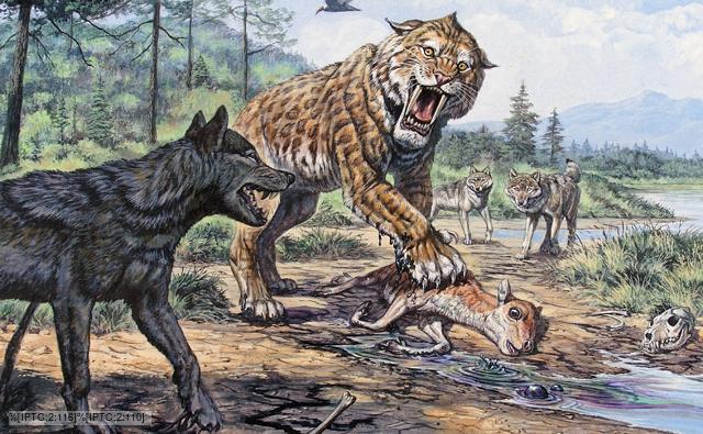 http://ichef.bbci.co.uk/naturelibrary/images/ic/credit/640x395/d/di/dire_wolf/dire_wolf_1.jpg