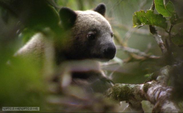 Doria's tree-kangaroo in a tree