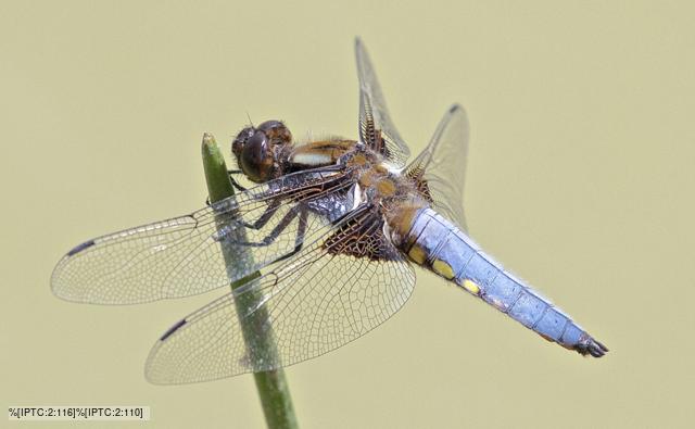 A red basker dragonfly on the ground