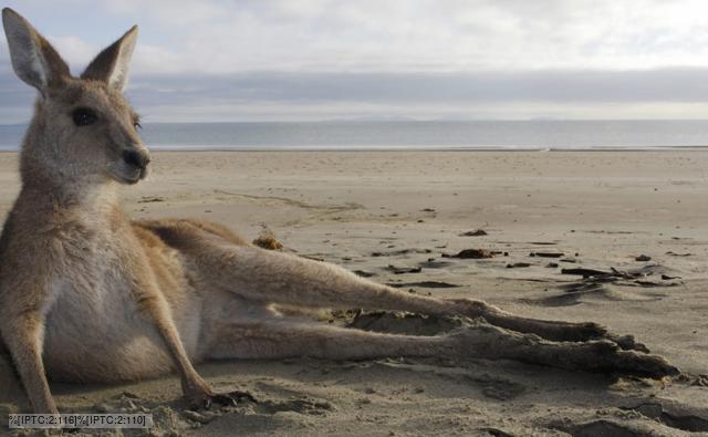 Grey kangaroo resting on a beach