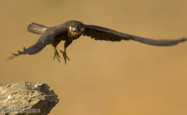 Eleonora's falcon preparing to land on a rock