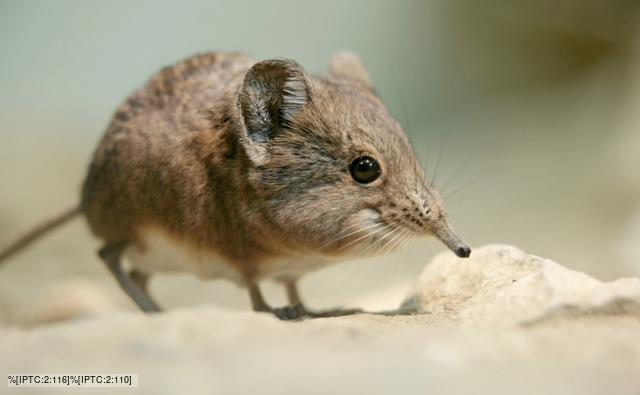 Animal Shrew