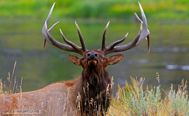 Elk bull roaring