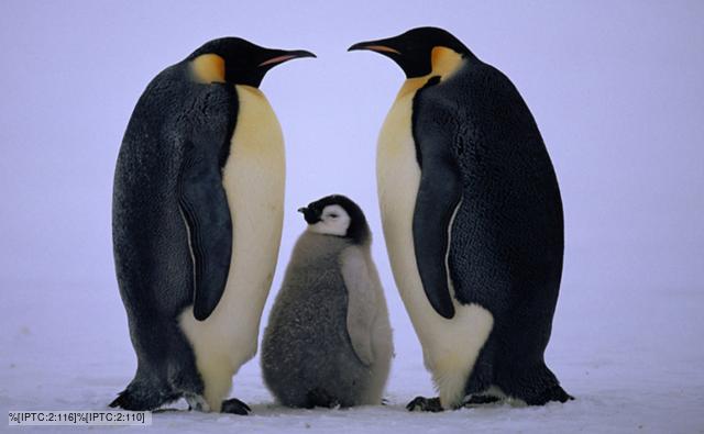 image penguin