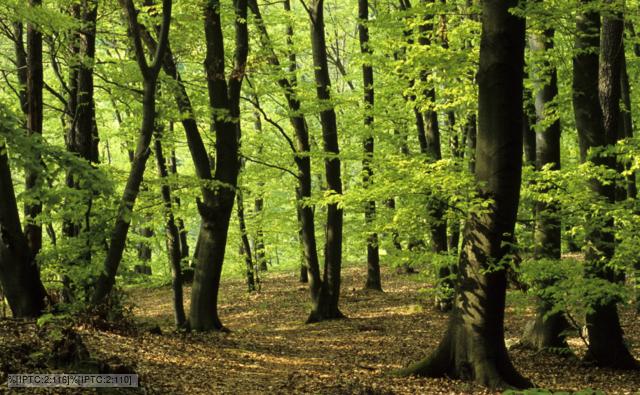 European beech woodland in spring