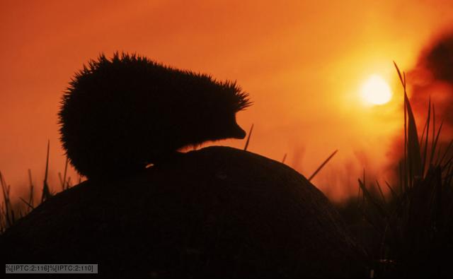 Silhouette of a European hedgehog at sunset