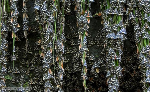 Jersey tiger moths on hanging plants