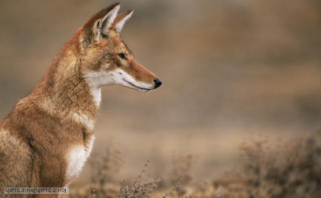 http://ichef.bbci.co.uk/naturelibrary/images/ic/credit/640x395/e/et/ethiopian_wolf/ethiopian_wolf_1.jpg